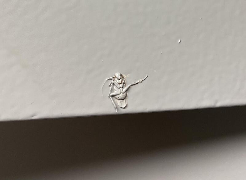 Small insect on a white wall with a shadow below it.