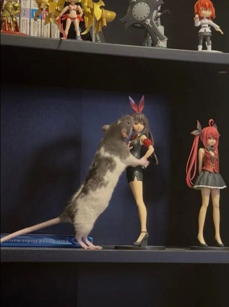 A hamster appears to be biting a figurine of a girl with bunny ears.