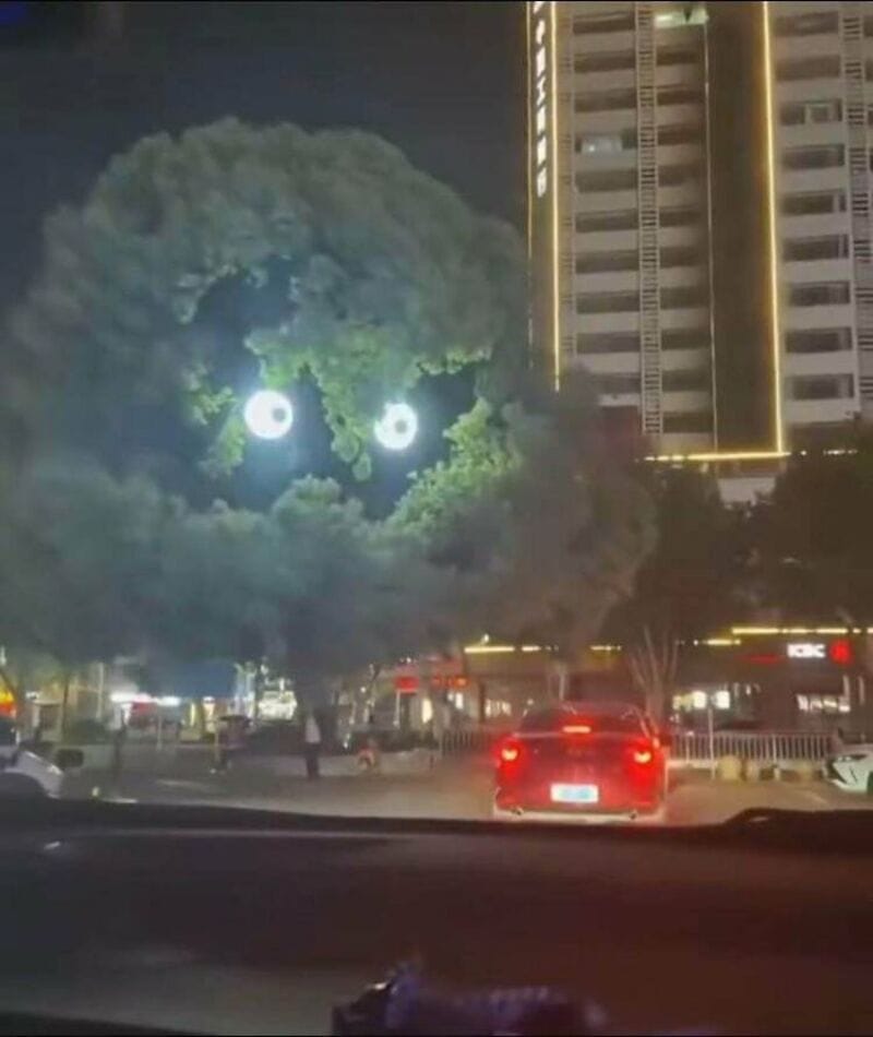 Tree with glowing eyes and a mouth, resembling a face at night.