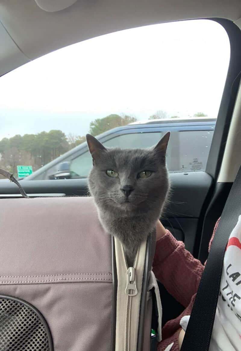 Gray cat with one eye closed sitting in a car, looking out the window.