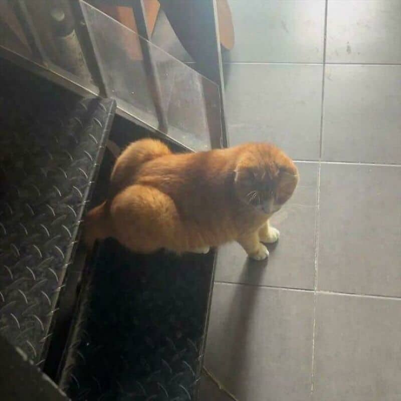 A brown dog sitting on a black tiled floor near a metal step.