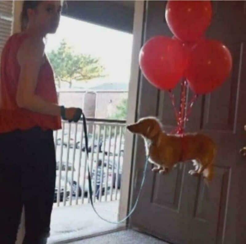 Dog floating with balloons held by a person near a door.