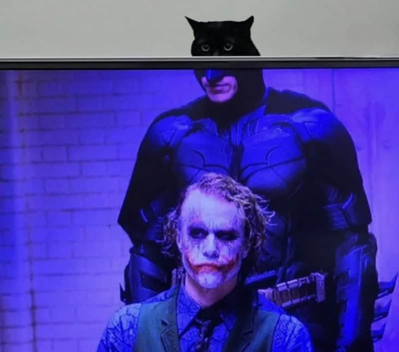 Black cat peeking over TV with Joker and Batman images on screen.