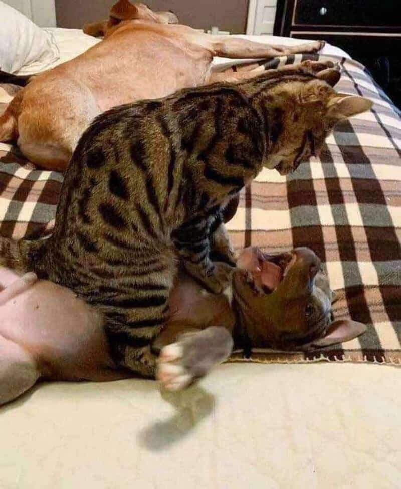 Cat playfully biting dog's face on bed with other dog in background.