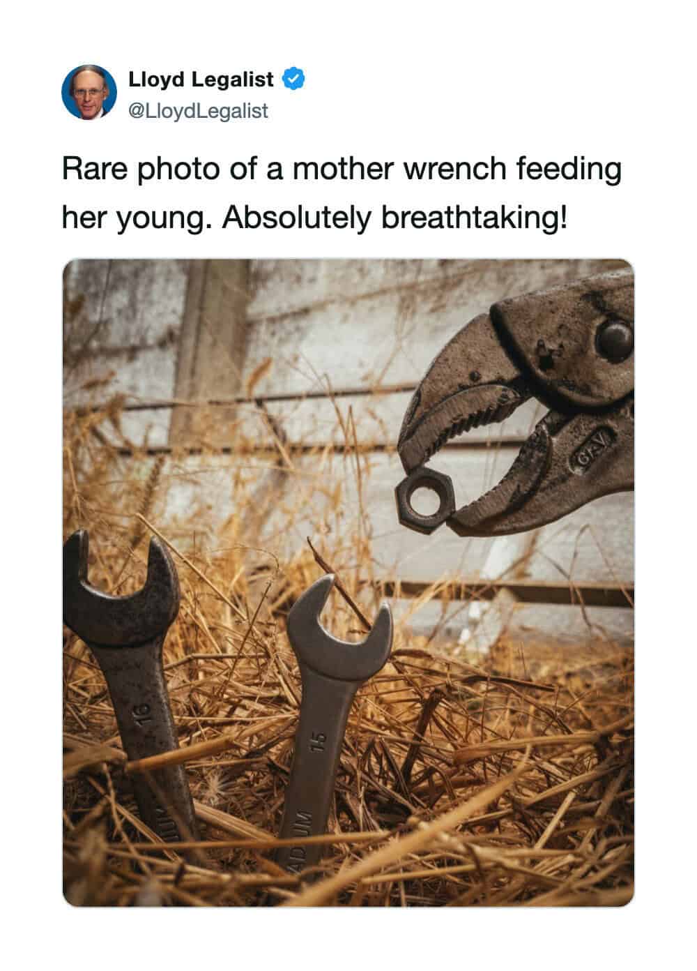 Mother wrench feeding her young, with two other wrenches in hay.