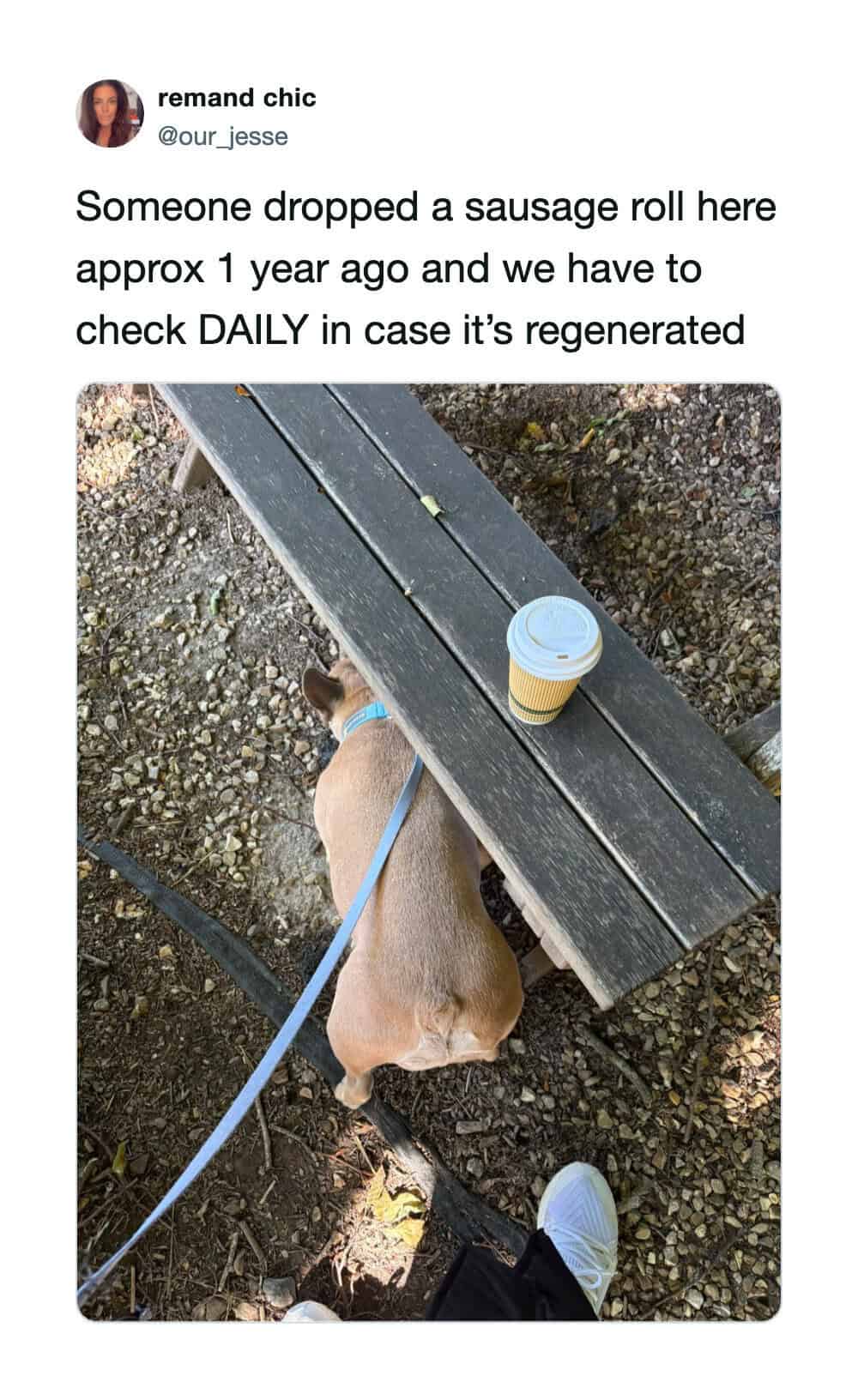 Dog sniffing ground near a bench with a coffee cup on it, in a park.