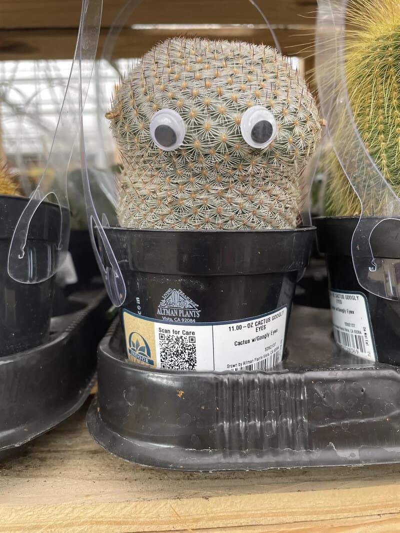 Cactus with googly eyes in a black pot, labeled 'funny pics'.