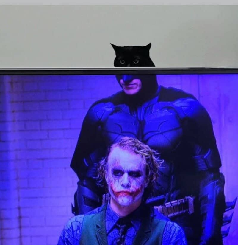 Black cat's head above Batman and Joker costumes in a photo.