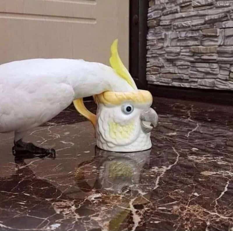 Parrot drinking from a mug shaped like a face with a yellow hat.