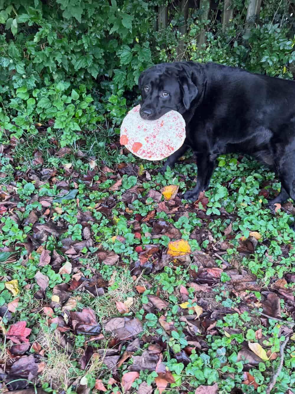 Black dog holding a white and red frisbee in its mouth in a garden.