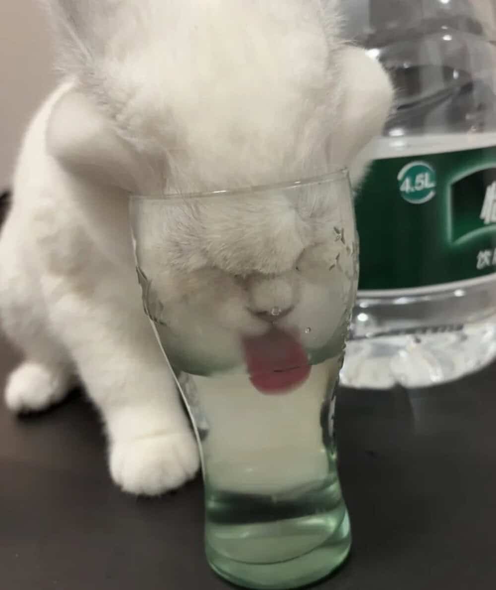 White kitten drinking water from a glass with its head inside the glass.
