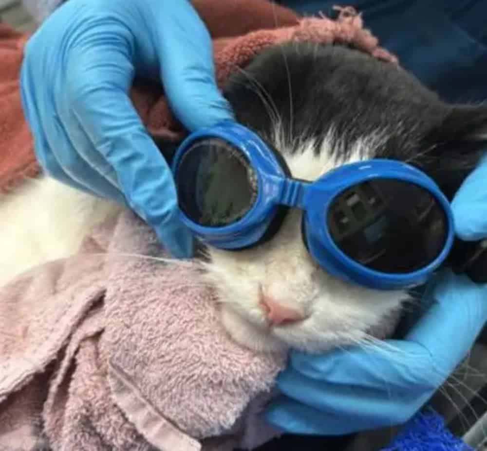 Black and white cat wearing blue goggles being held by gloved hands.