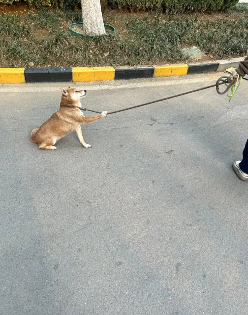 Dog pulling on leash while sitting on street, person holding leash.