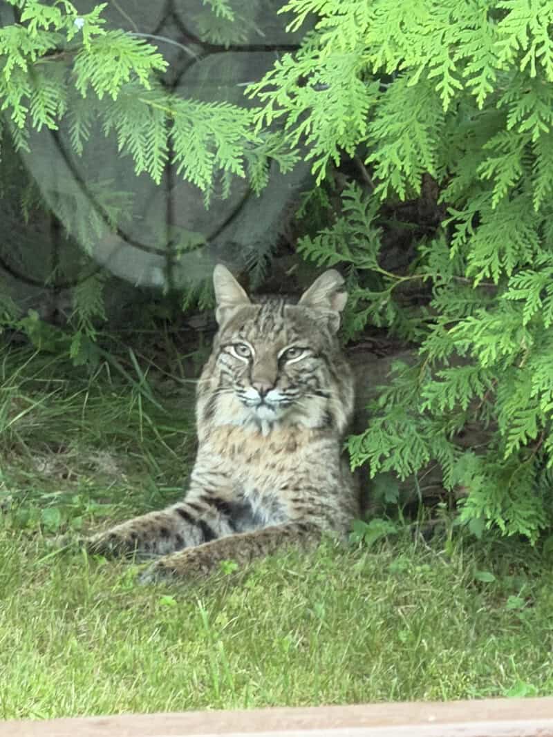 Lynx resting under green foliage in a natural setting.