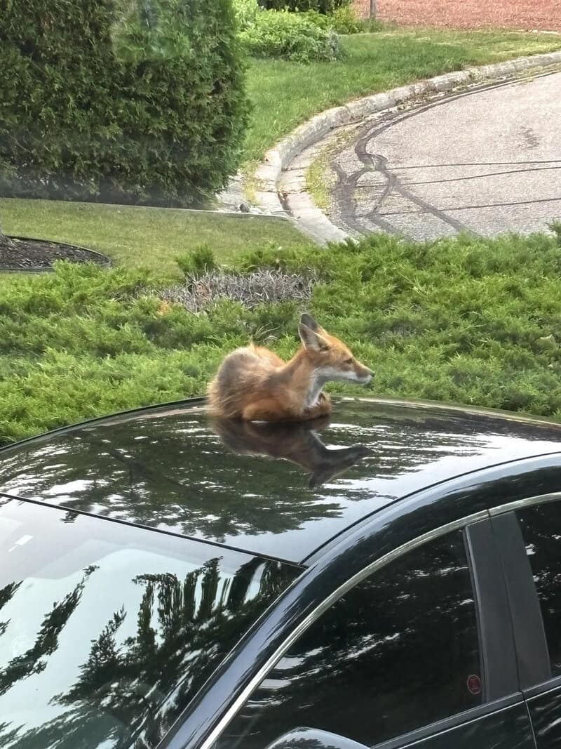 A fox resting on a car roof with trees and a driveway in the background.