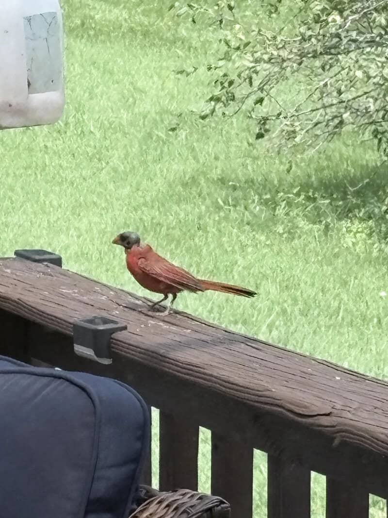 A bird with reddish-brown feathers standing on a wooden railing.