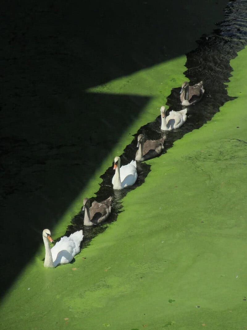 Six swans swimming in a line on green water with shadowed area above.