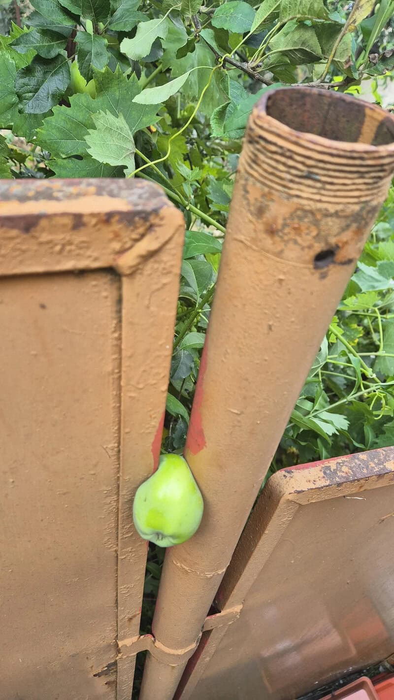 A green pear is caught between a brick wall and a rusty pipe.
