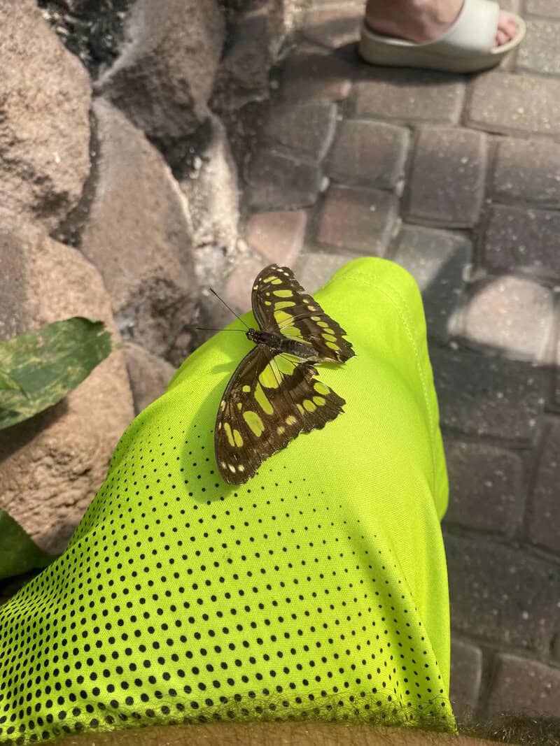 Butterfly on a bright green fabric with a stone wall and pavement in background.