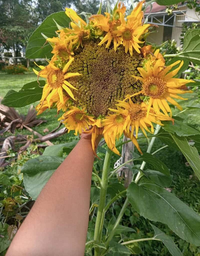 Sunflower with a face-like pattern in the center, held by a person's hand.