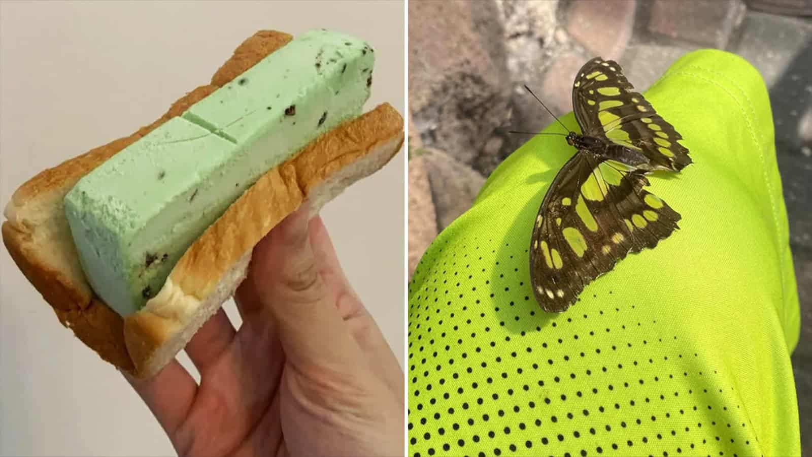 Ice cream bar on a bread slice and a butterfly on a bright green glove.