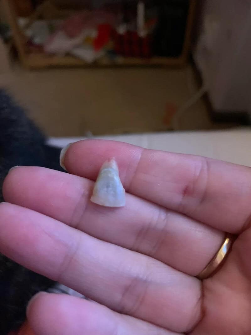 Small tooth on finger with a blurred background.