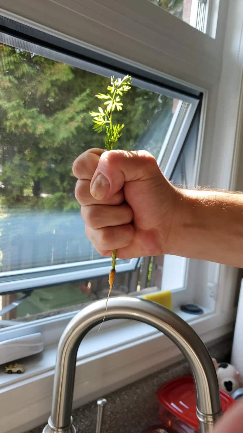 Person holding a sprouting plant over a kitchen sink by a window.