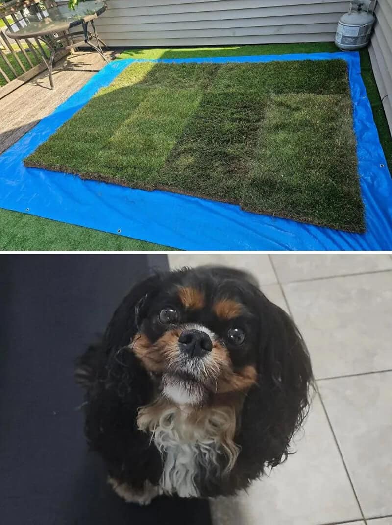 Patchwork lawn with different grass sections on blue tarp, dog looking up.