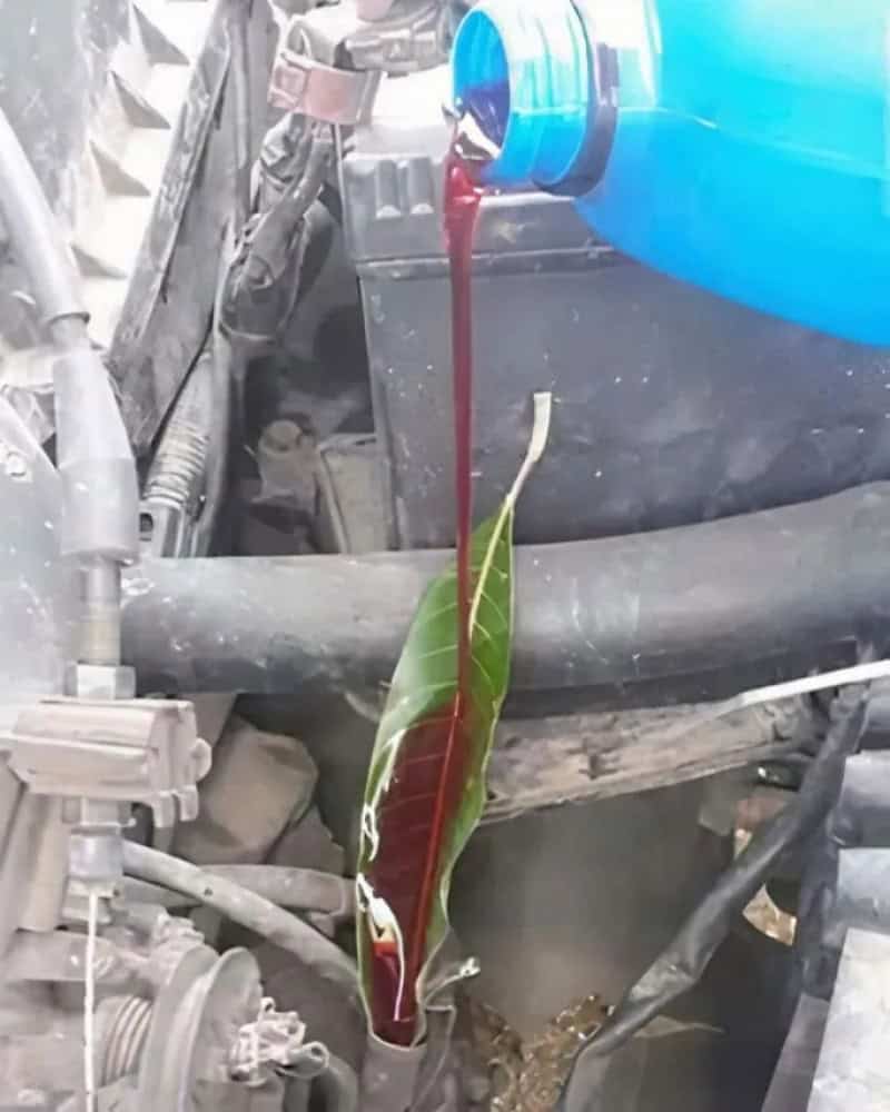A leaf is used as a funnel to pour red liquid into a car engine.