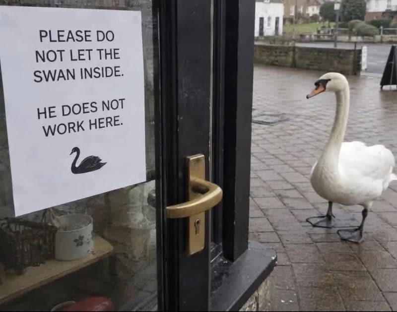Sign on door says 'Please do not let the swan inside. He does not work here.' with a swan image.