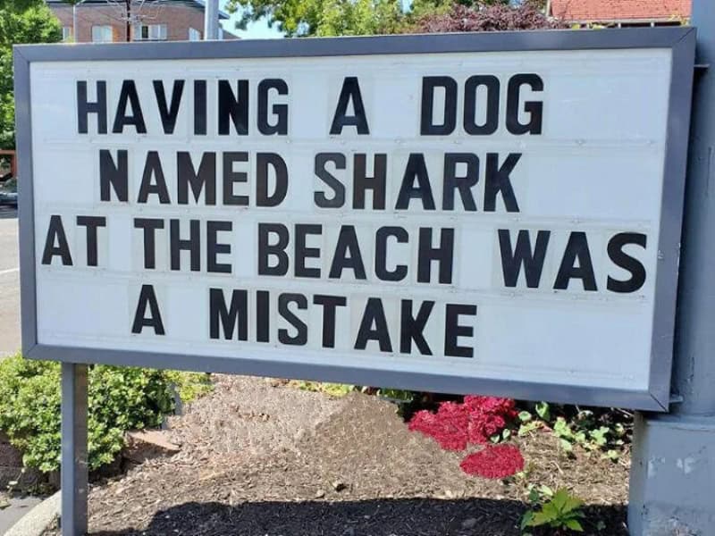 Sign saying having a dog named Shark at the beach was a mistake.
