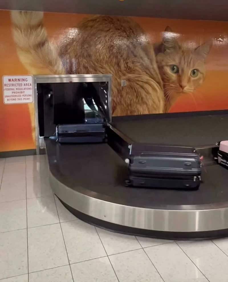 Cat hiding behind luggage at airport baggage claim.
