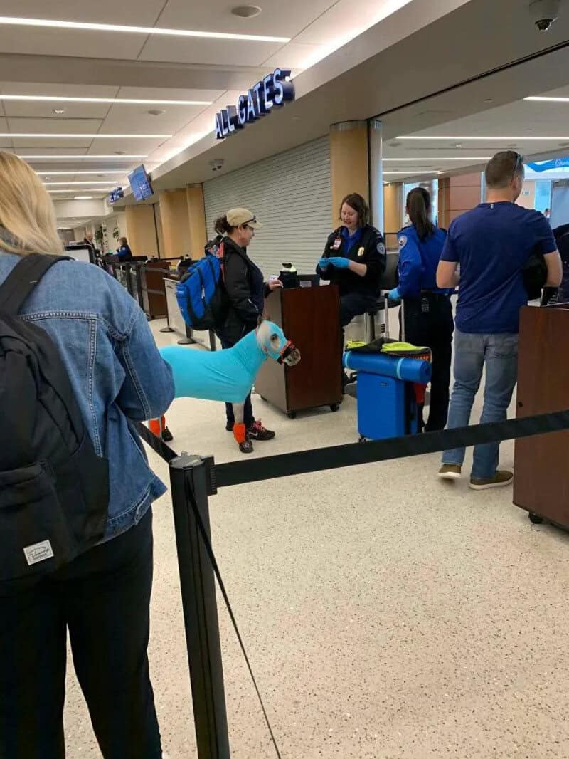 Person with a dog wearing a blue coat at airport check-in counter.