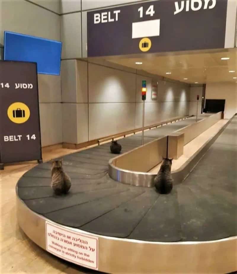 Two cats sitting on a baggage carousel at an airport.