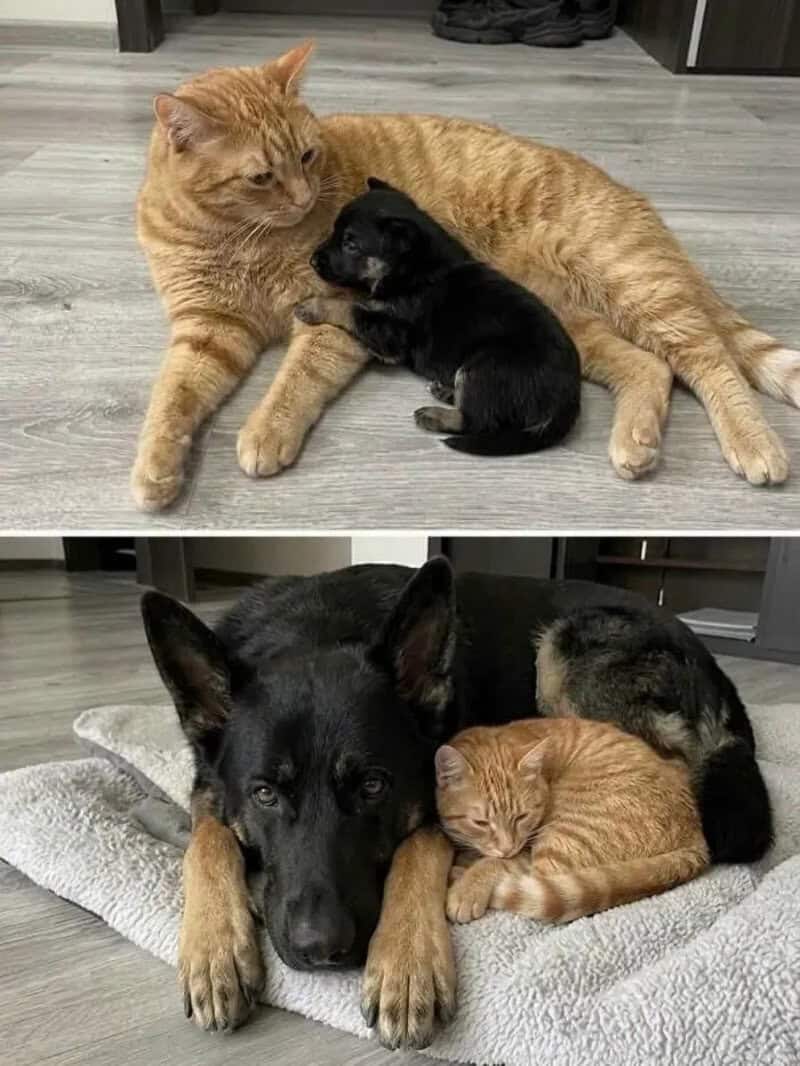 A ginger cat cuddling with a black puppy and a ginger puppy on a gray floor.