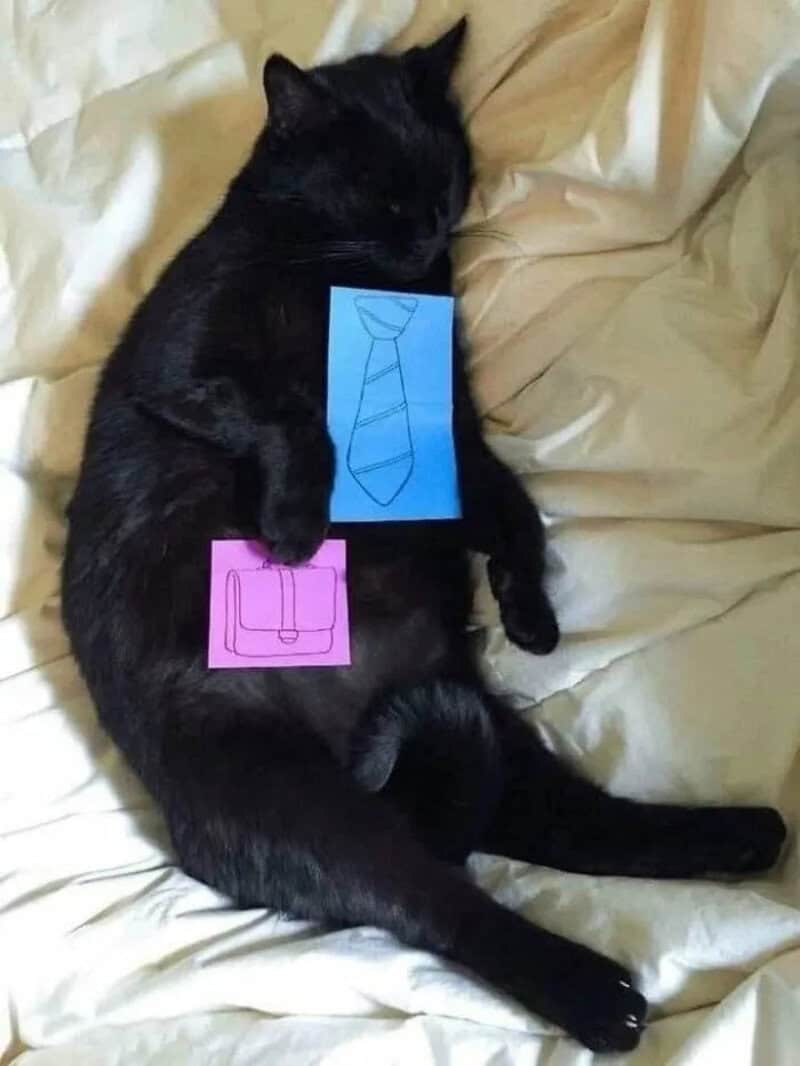 Black cat with paper tie and briefcase drawings on its body.
