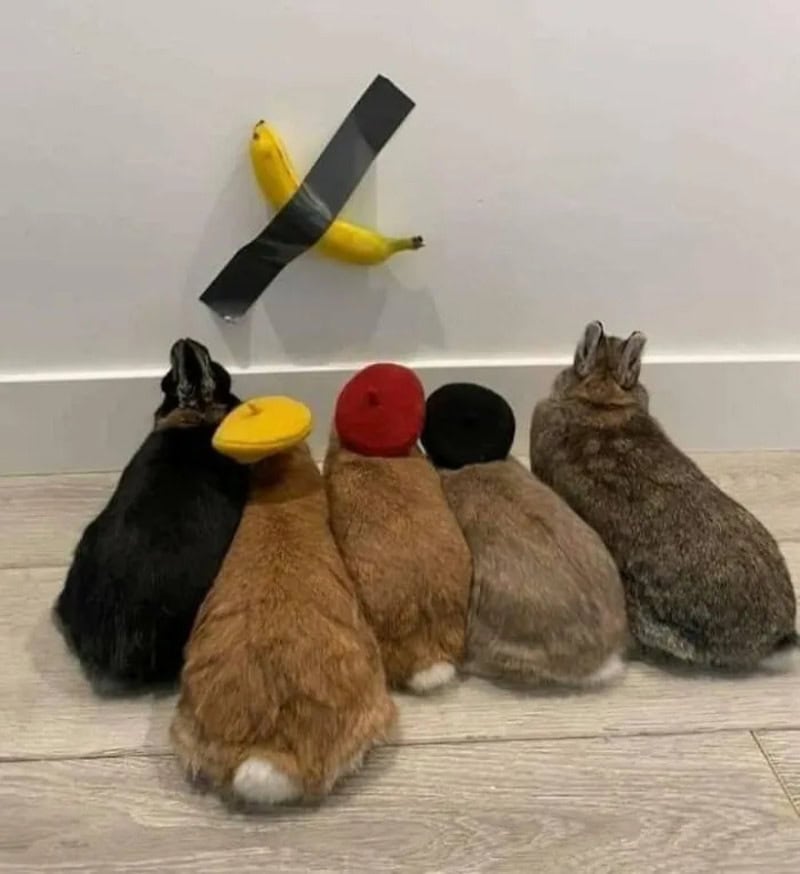 Four rabbits sit in a row with bananas and a red ball on their backs, facing a wall with a banana on.