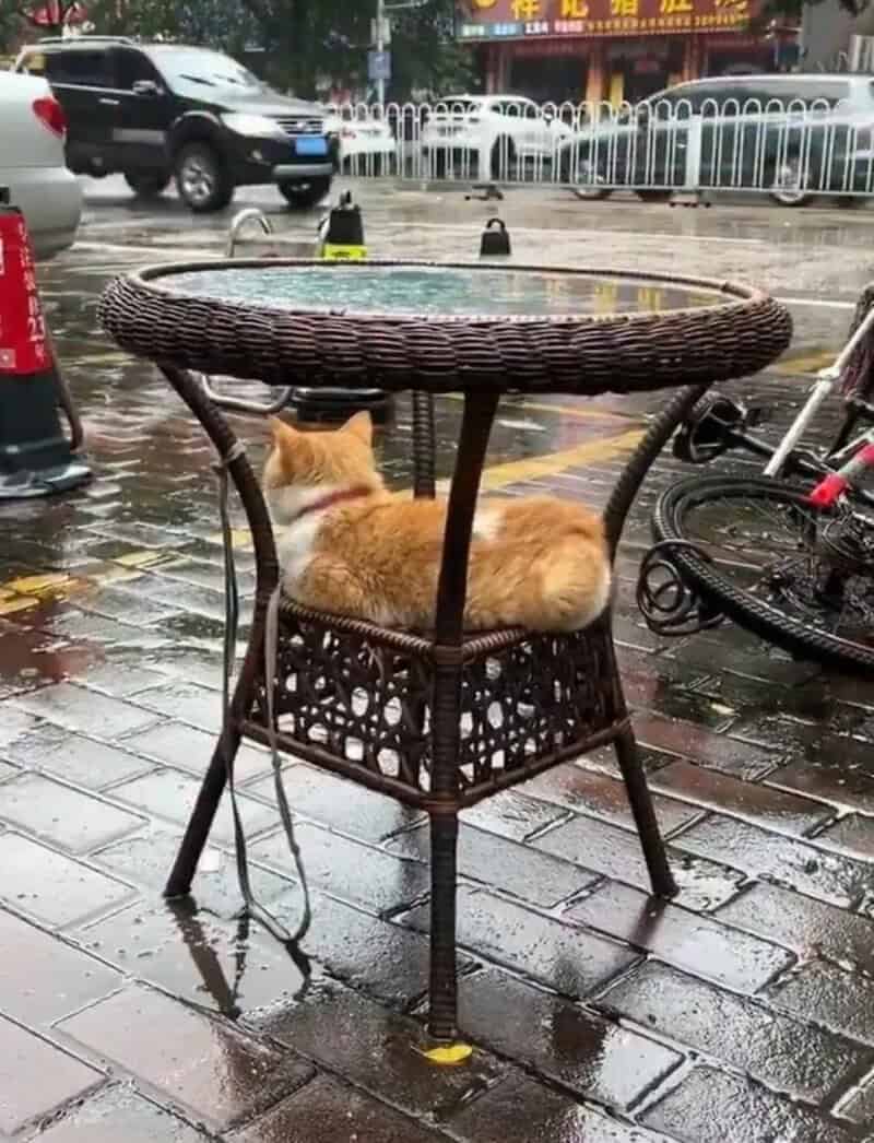 Orange cat sitting on a wicker chair on a rainy street.