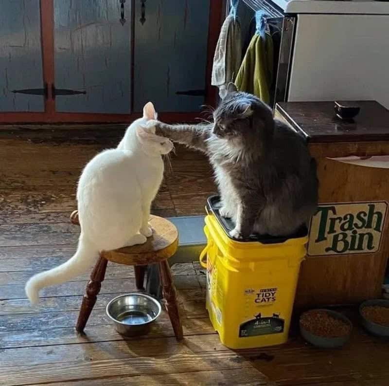 Two cats touching noses, one white on a stool and one gray in a trash bin.