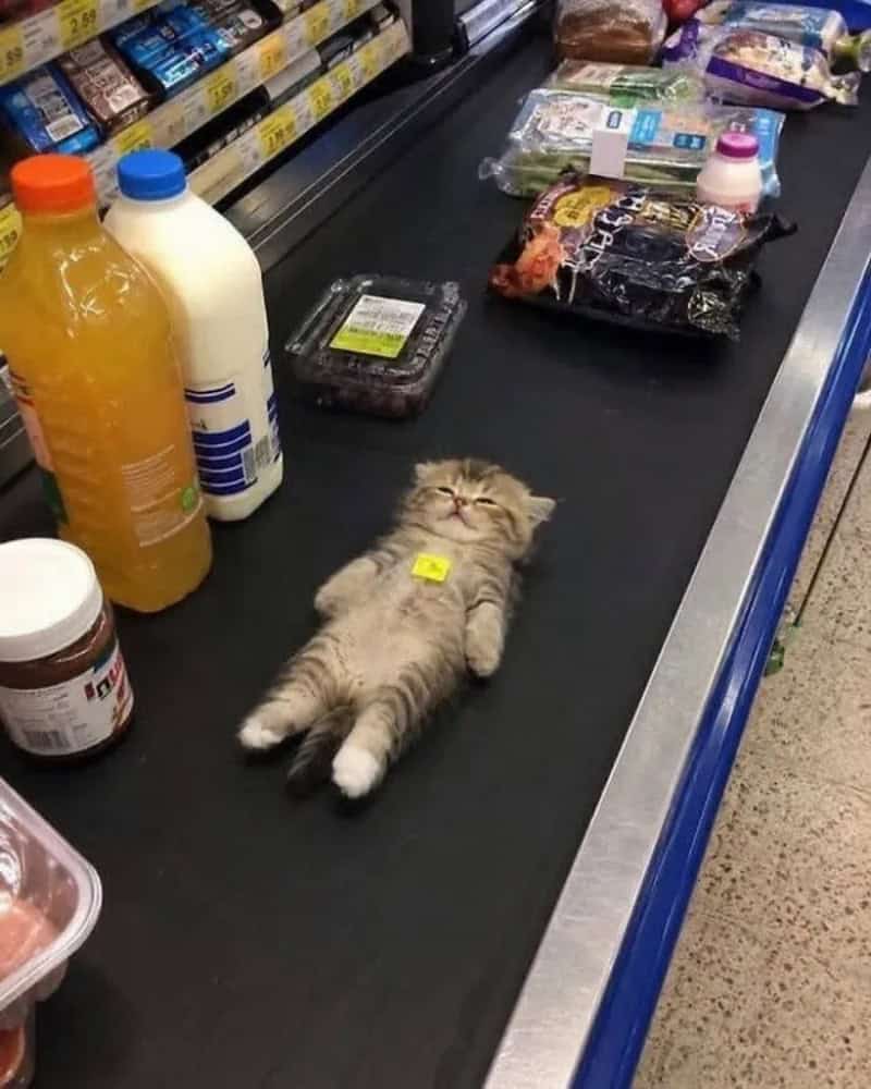 Cute kitten lying on its back on a supermarket conveyor belt.