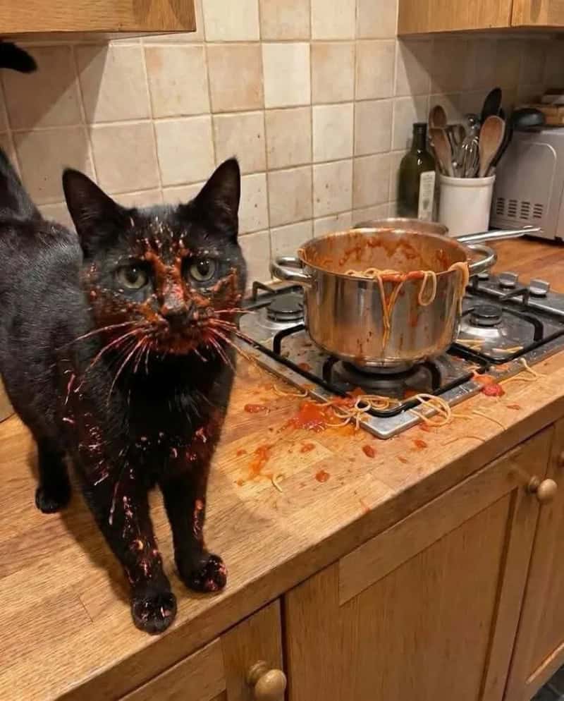Black cat covered in spaghetti sauce next to a pot of pasta on stove.