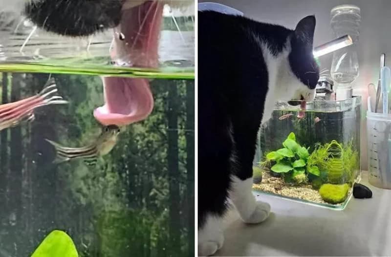 Cat watching fish in an aquarium, with a close-up of the fish and the cat's face.