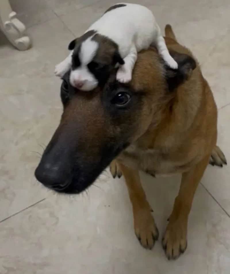 Small puppy lying on a large dog's head, both indoors.