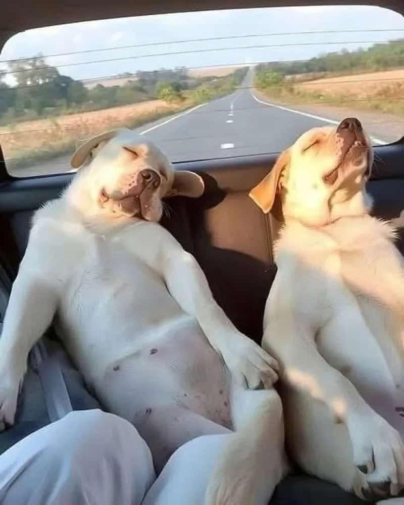 Two dogs sleeping in a car on a road trip, enjoying the ride.