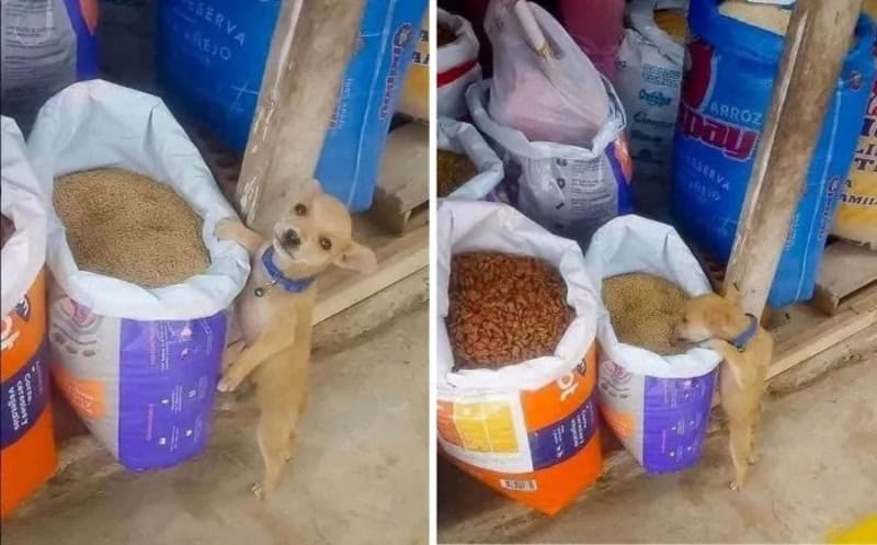 Dog with a blue collar standing next to a bag of animal food.