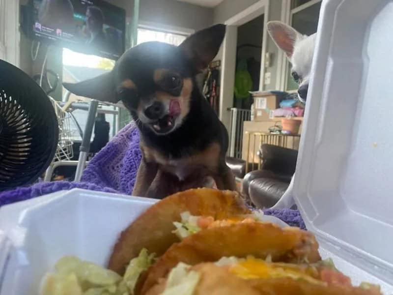Small black and tan dog with tongue out, near food container, in a room.