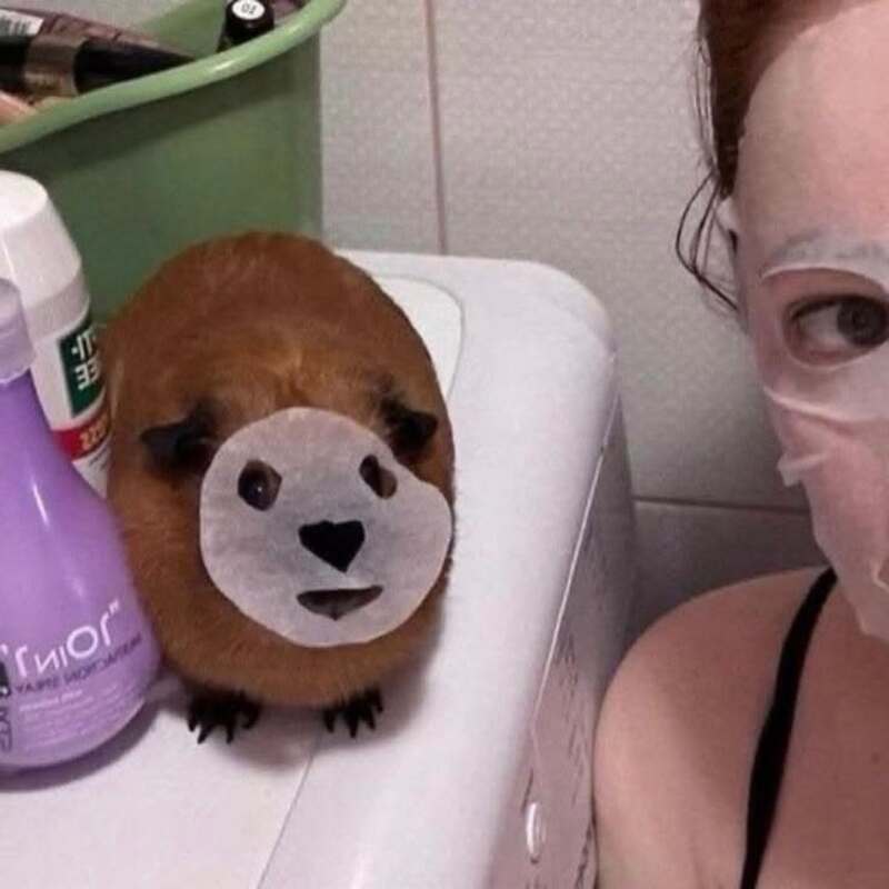 A guinea pig with a bear face mask on its nose, next to a person wearing glasses and a mask.
