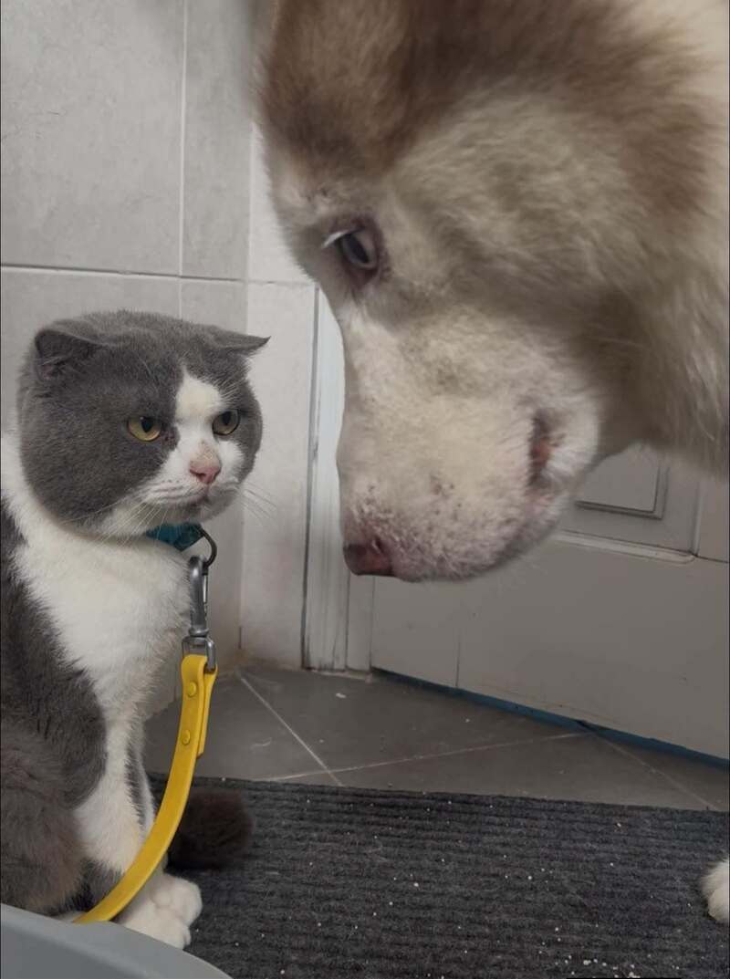 Cat and dog face to face, close-up, with the cat on the left and the dog on the right.