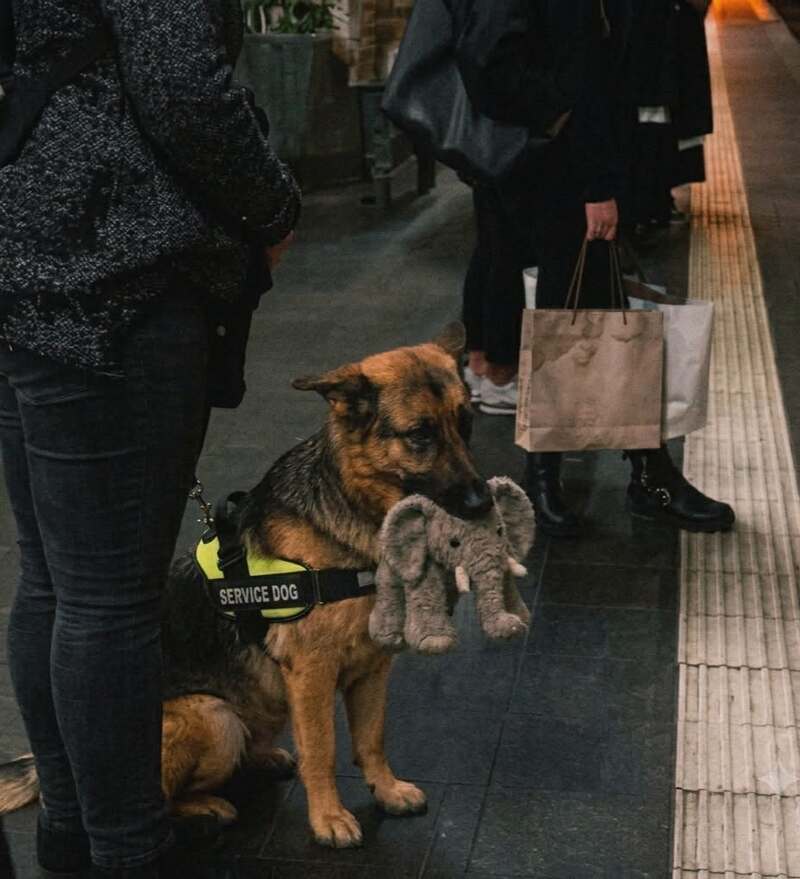 Service dog with a plush elephant toy in a busy indoor setting.