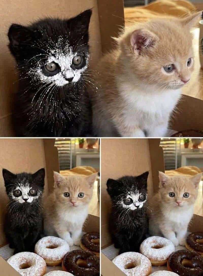 Two kittens, one black with white face and one orange and white, sitting together.